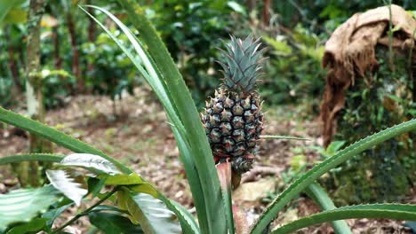 a small young pineapple growing among coffee plants high on a mountain in the dominican republic