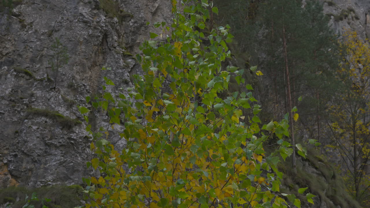 Birch leaves near the rock in the wind. Vivid colors of autumn in the mountains.