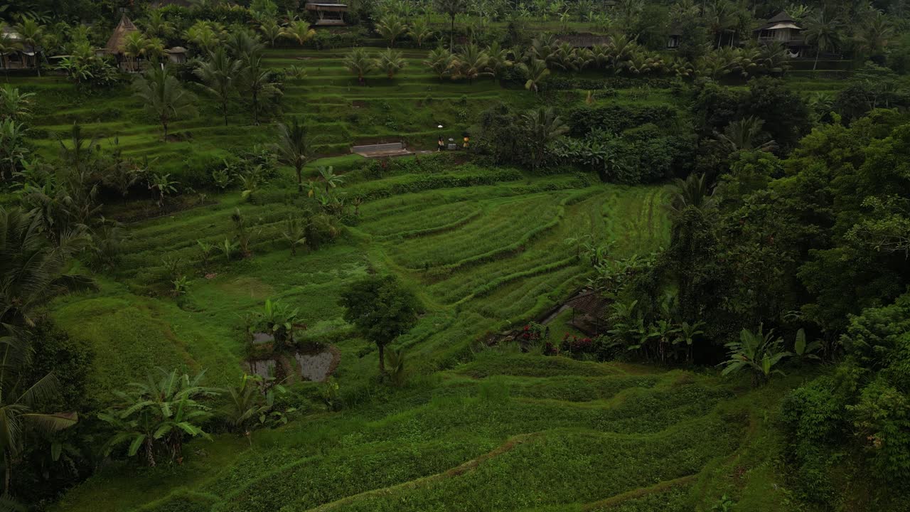 campos verdes vibrantes con árboles de coco y campos agrícolas en bali, indonesia
