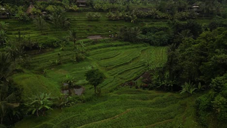 Vibrant-green-fields-with-coconut-trees-and-farm-fields-in-Bali,-Indonesia