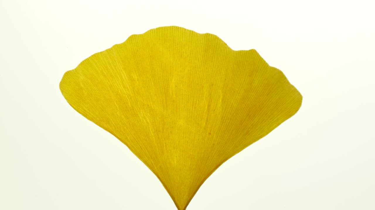 danza de la hoja de ginkgo en un fondo de luz blanca