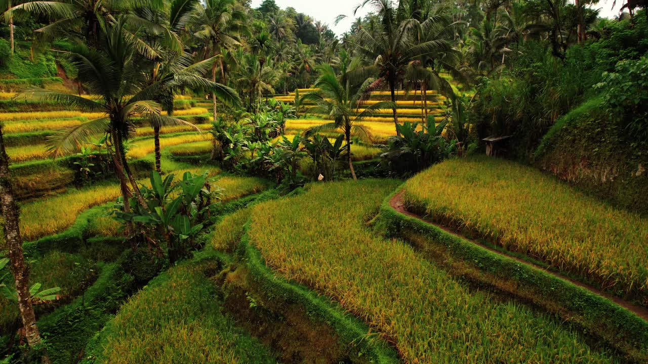 Terrazze di Riso di Tegalalang, Ubud, Bali: drone tra le terrazze giallo-verdi