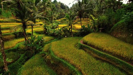 drone de terraza de arroz de tegalalang a través de terrazas verdes amarillas, ubud, bali