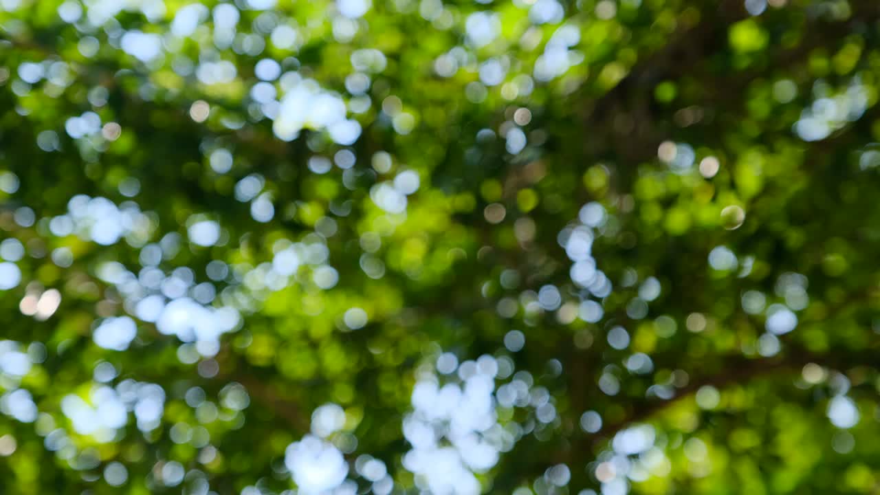 свет боке в саду. воображение, дух или абстрактная концепция фона