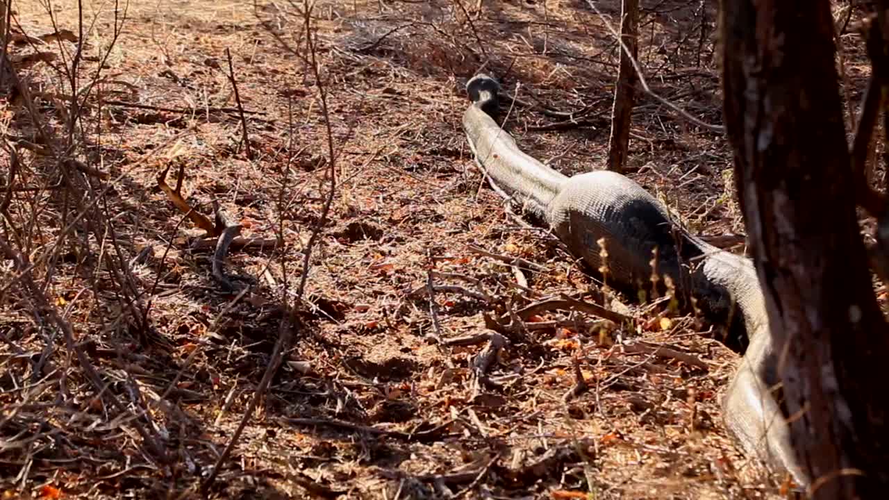 A very large African Rock Python in the wild, having just eaten a small antelope