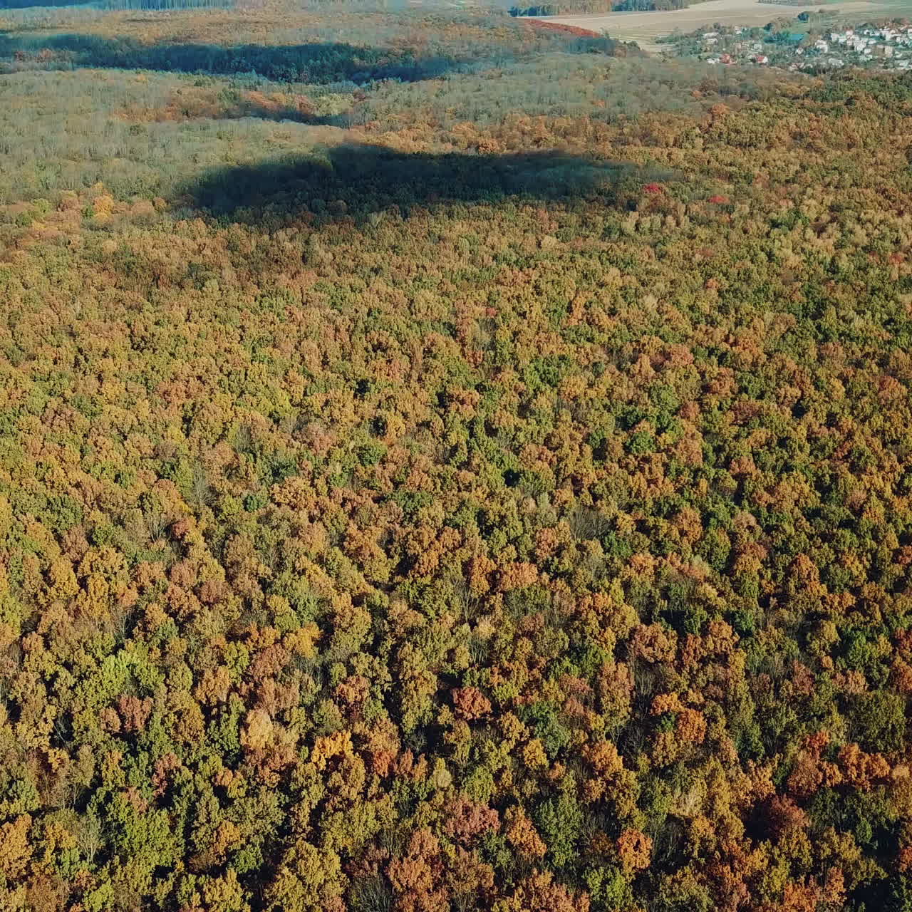 Aerial view over colorful autumn trees of a big forest near the rural place. Natural background of the tops of autumn trees in a sunny day.
