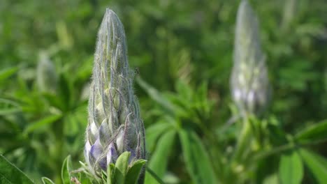 a close-up of a lupine flower in a calm valley in iceland