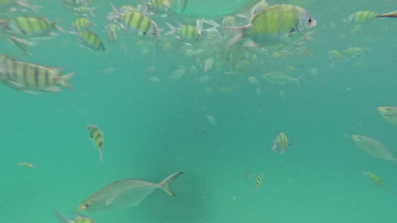 peces coloridos nadando en las aguas de krabi, tailandia