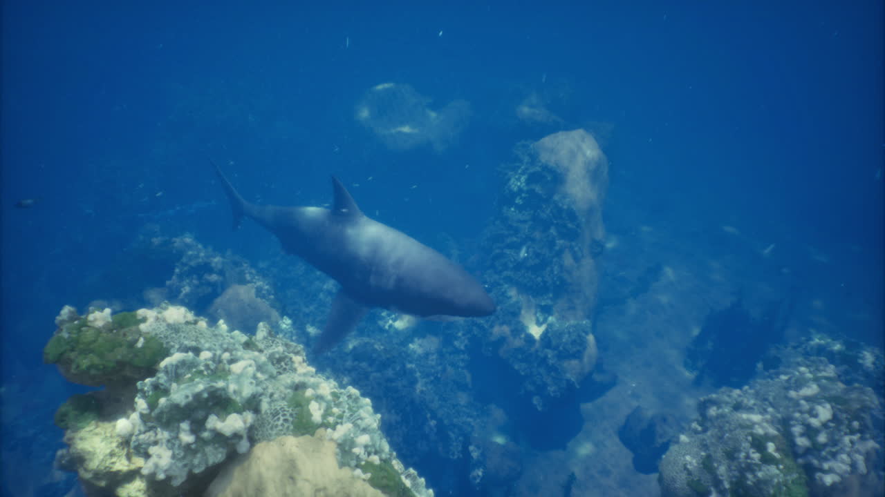 Shark swimming gracefully near coral reef in clear ocean waters