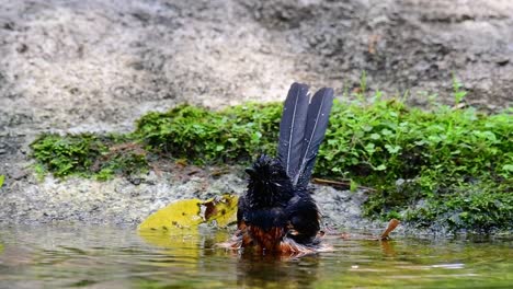 White-rumped-Shama-bathing-in-the-forest-during-a-hot-day,-Copsychus-malabaricus,-in-Slow-Motion