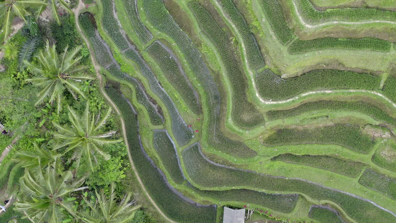 발리의 테갈라랑  테라스의 드론 뷰