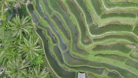 Drohnenansicht-Der-Tegallalang-Reisterrassen-Auf-Bali