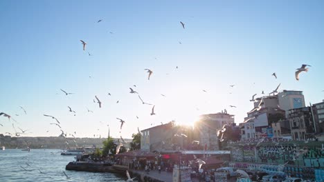 a flock of birds whirls around the port. touristic city of turkey. sunset in istanbul. old year of istanbul. strait of the bosphorus with swarms of gulls circling above it.