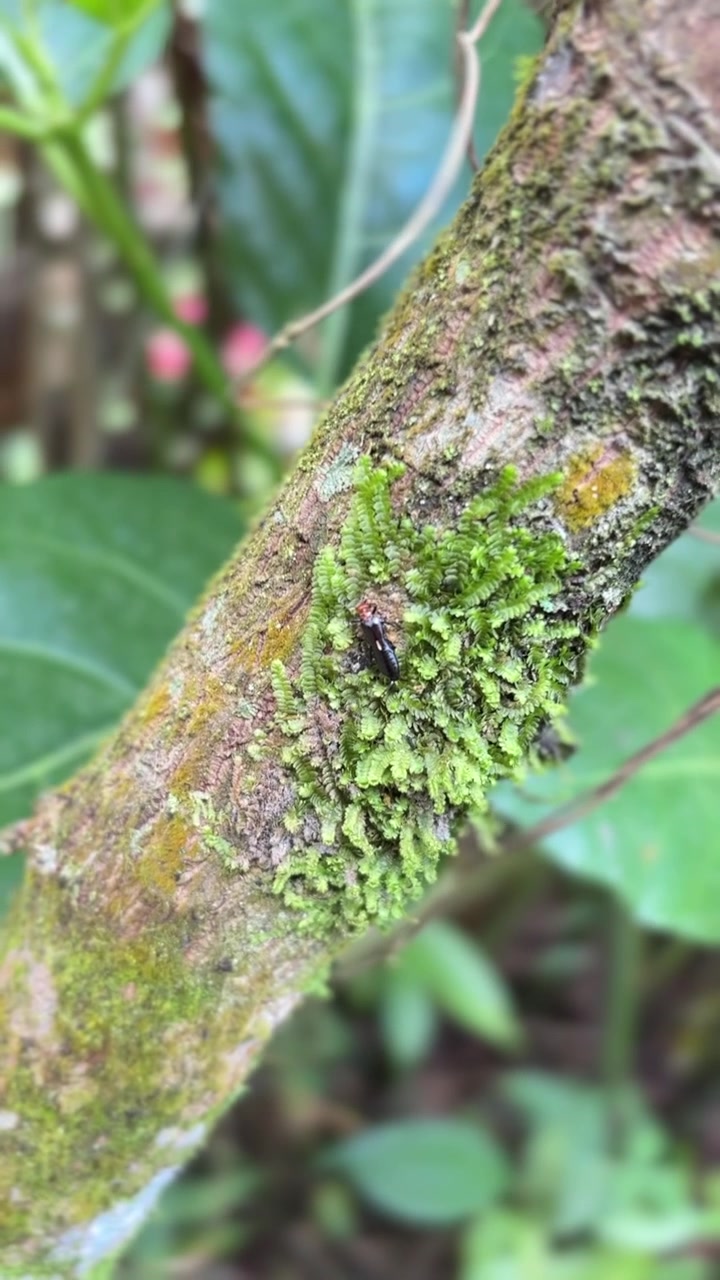 Piccolo insetto posato su un ramo d'albero muschioso nella foresta