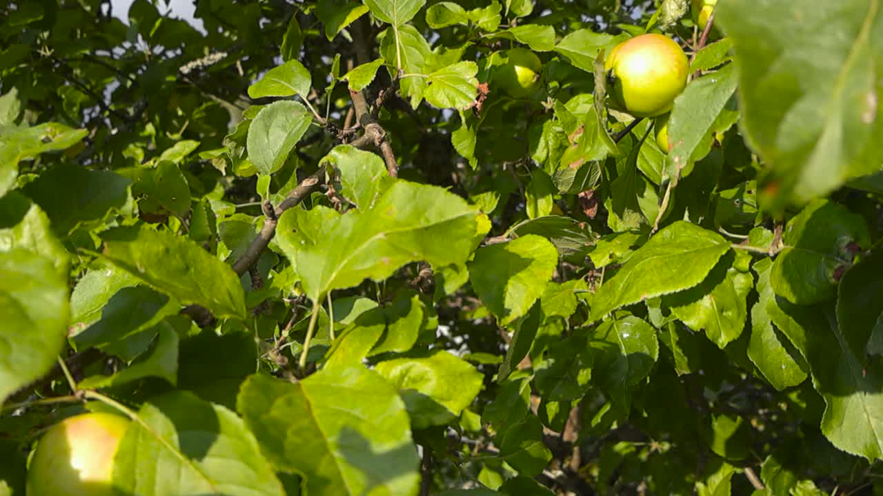 Primer plano de manzanas verdes, crudas y maduras en una rama o ramita soleada de manzano que tiene hojas verdes exuberantes durante un día de verano u otoño. Las manzanas tienen un tono rojizo que muestra que son deliciosas.