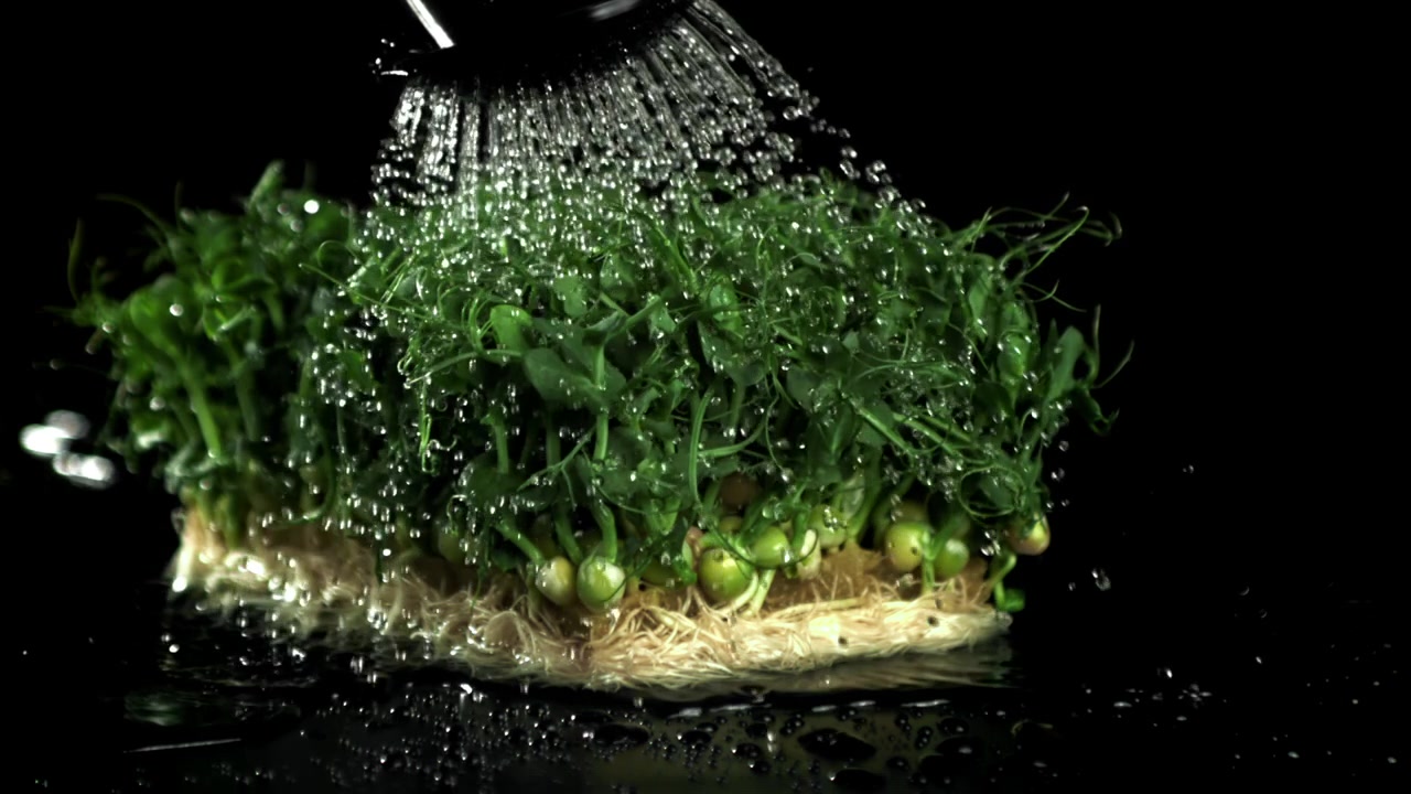 Gocce d'acqua che cadono su microgreens di germogli di pisello verde freschi