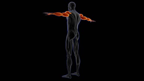 anatomía del músculo del brazo para el concepto médico bucle capaz ilustración 3d