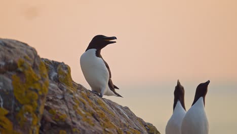 razorbills colony of seabirds at sunset on coast, colony of razorbills on rocks with ocean sea water and orange sunset sky on skomer island in wales, uk nature and wildlife