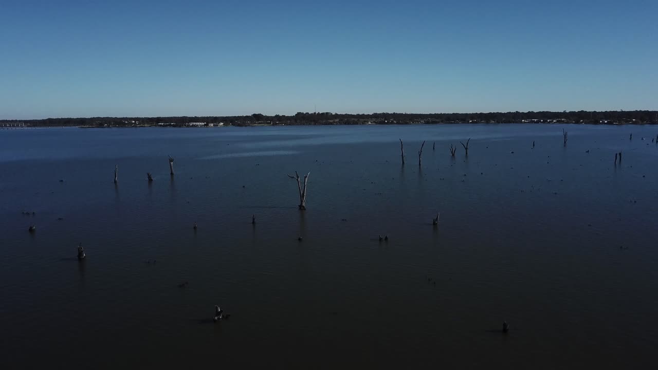 화창한 날 야라웡가의 푸른 호수에서 죽은 나무가 나오는 드론 공중 영화 팬