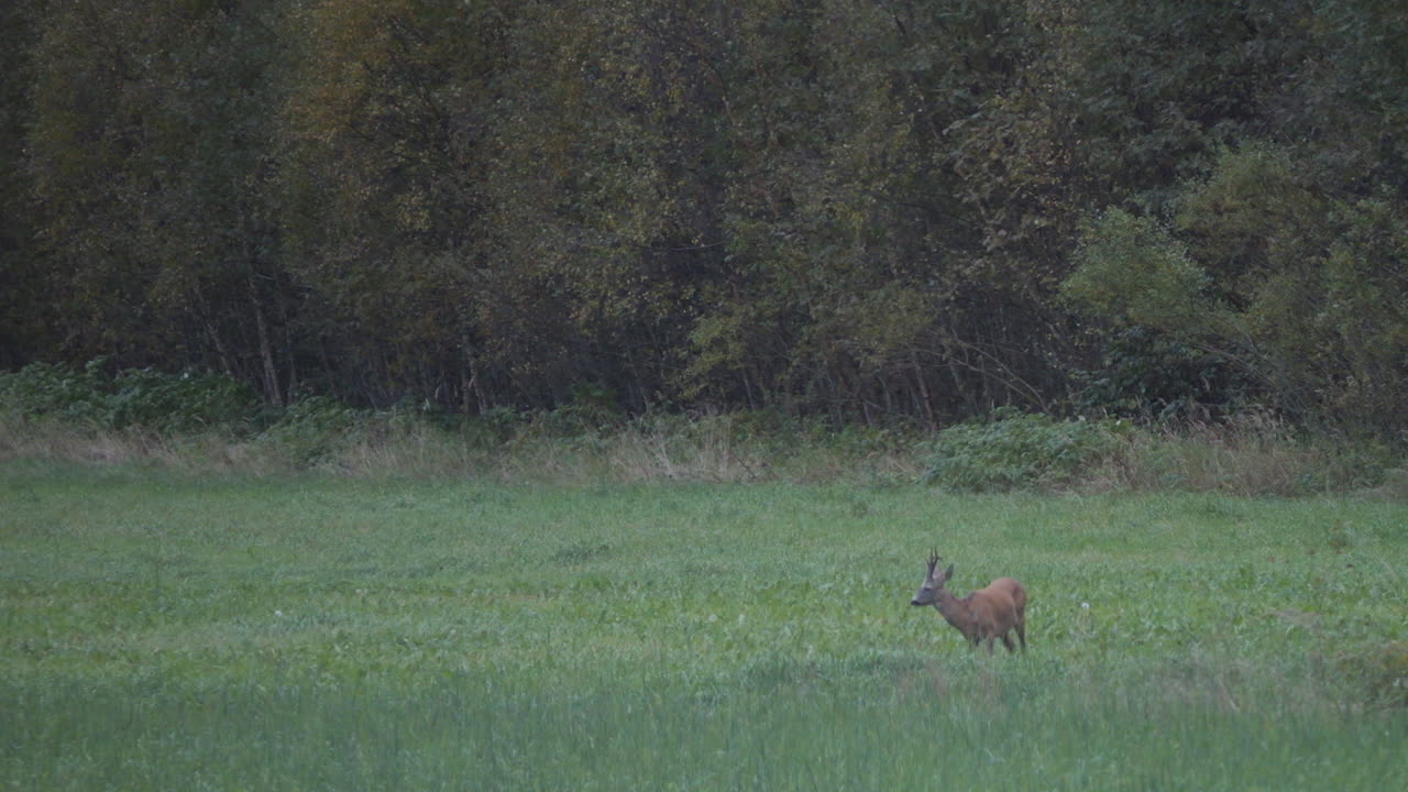 Capriolo, capreolus capreolus, in piedi sull'erba al mattino presto.
