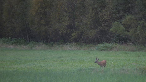 roe deer, capreolus capreolus, standing on grassland in early morning time