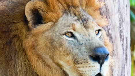 lion gazing amidst lush greenery at zoo