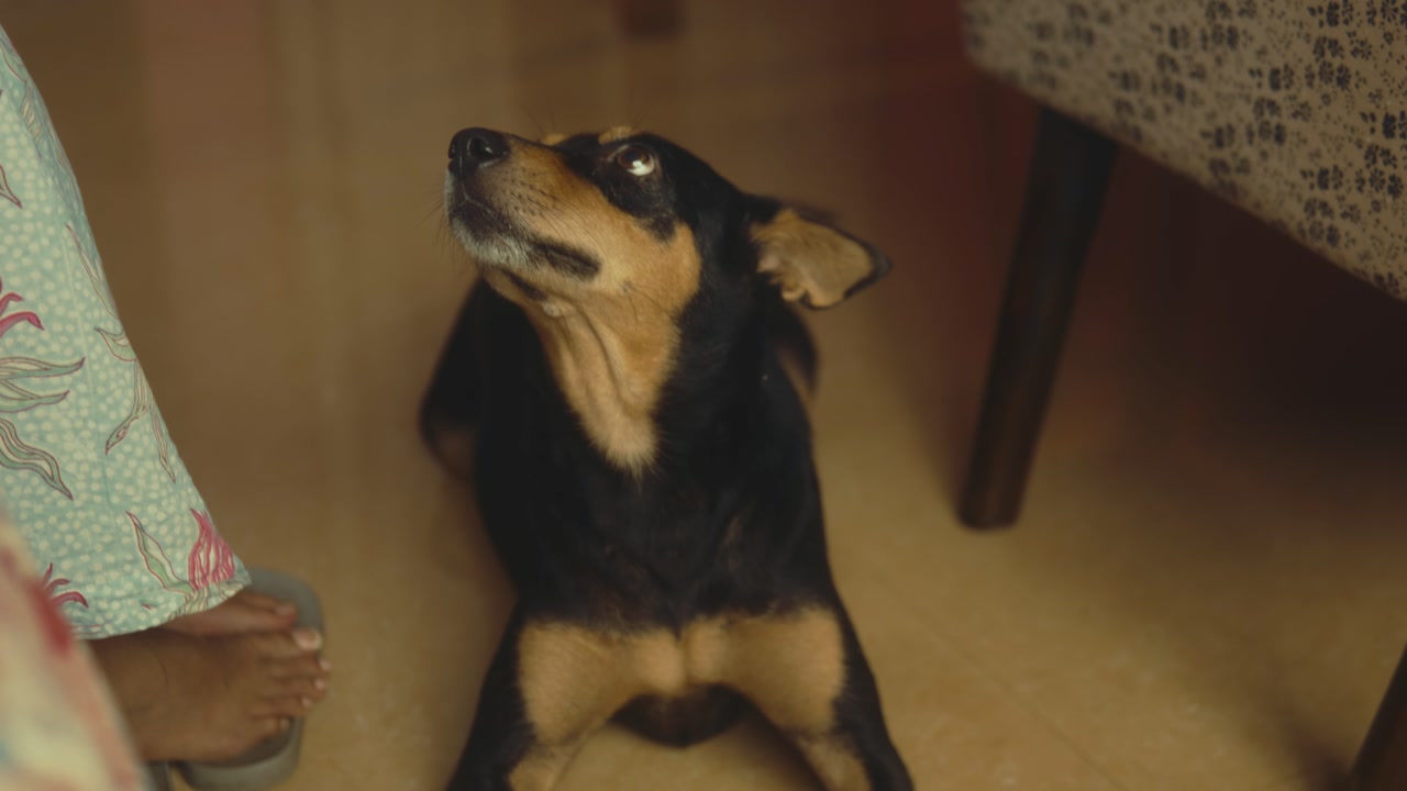 Domestic dog lying on floor inside home near furniture calm indoor lifestyle pet moment