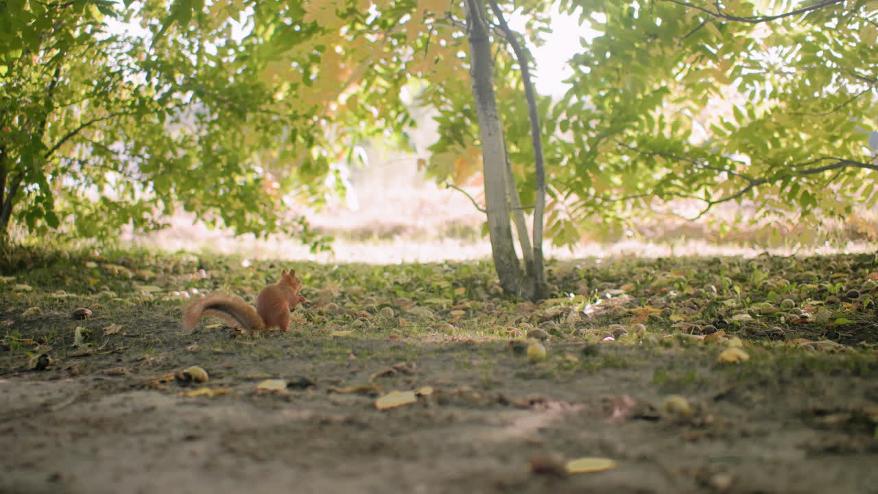 Back view of brown squirrel munching find from ground then sprinting toward tree to climb, bushy tail low, sunlight under green yellow leaves, calm park scene with low angle perspective