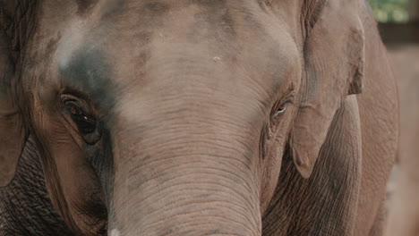 captive endangered elephant in the zoo