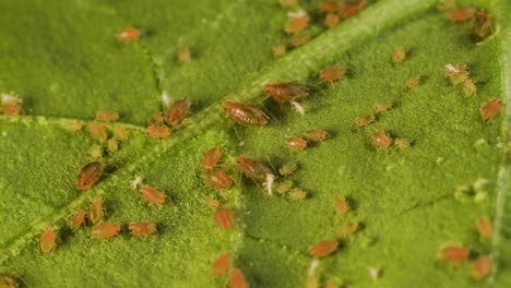 leaf infested with aphids in different life stages