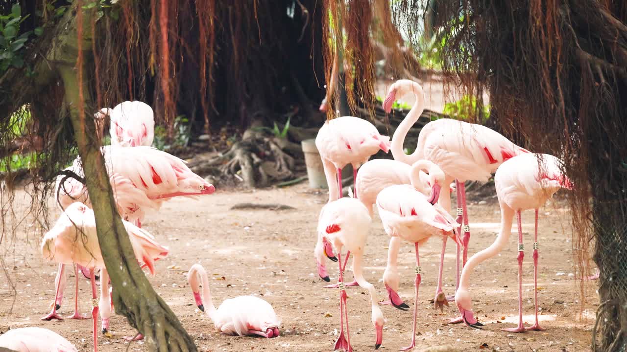 공원 에 있는 나무  에 모인 플라밍고 들