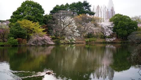 Lago-En-Medio-Del-Jardín-De-Flores-De-Cerezo-Con-Patos-Vadeando-En-El-Agua-En-El-Jardín-Nacional-Japonés-Shinjuku-Gyopen