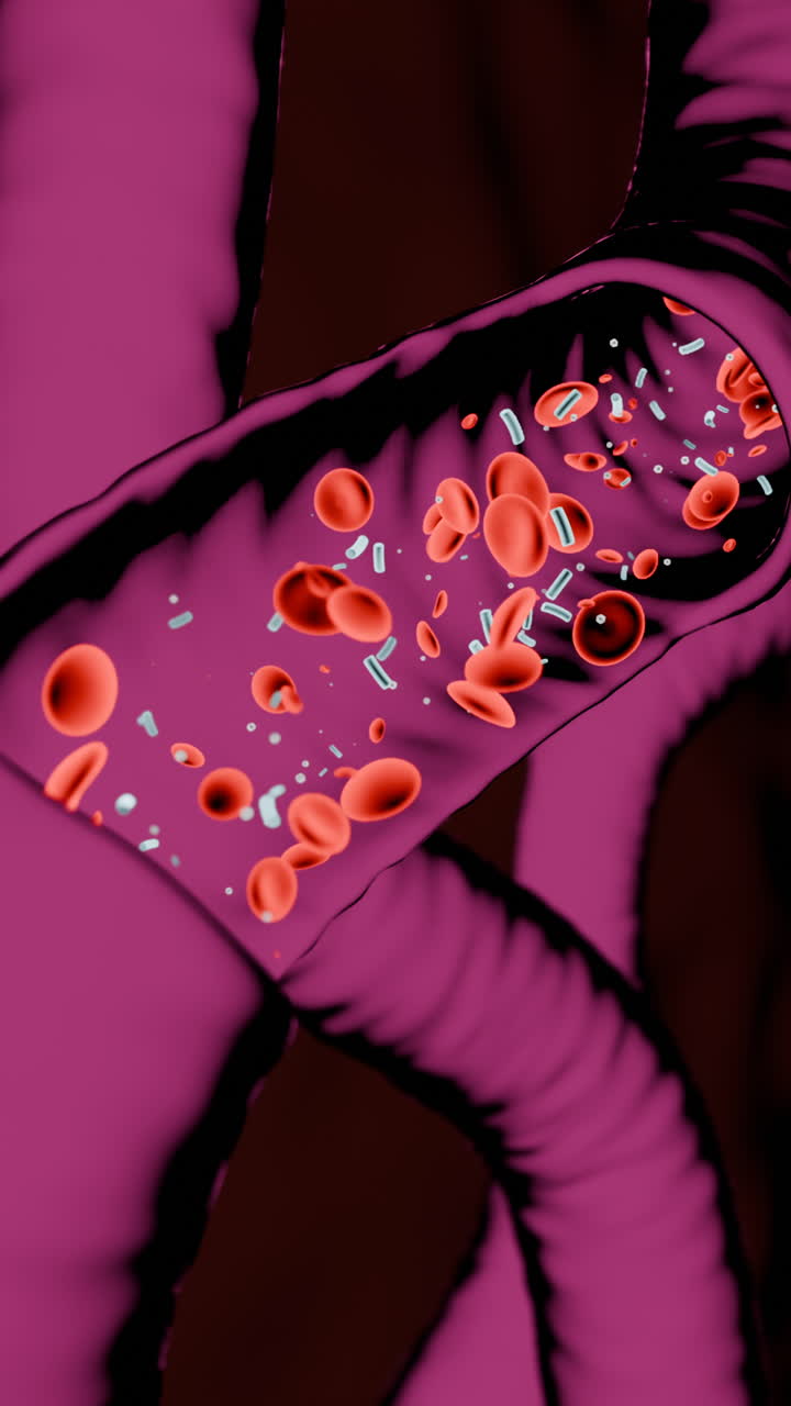 Blood Cells in a Blood Vessel