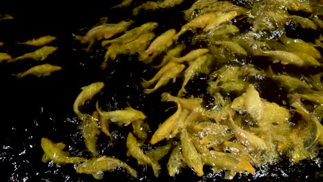 pale yellow koi carp swimming, fish shoal in water black background top view