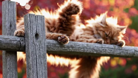 orange cat relaxing on a wooden fence in sunlight