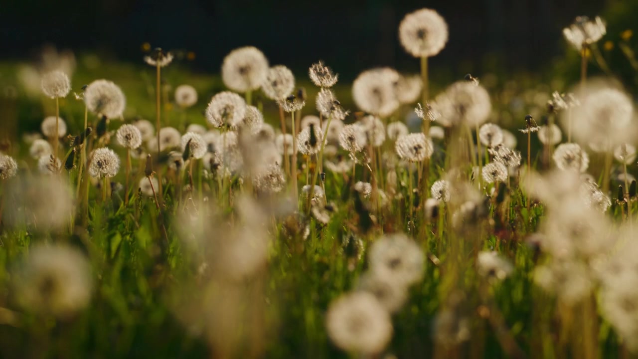 Field of Dandelions Swaying in the Gentle Breeze at Sunset
