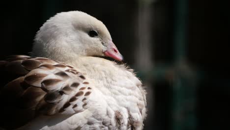 close-up of a young goose
