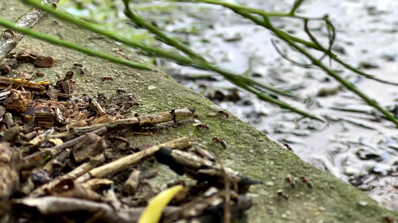 A close-up of ants on a gritty, twig-strewn surface by water, with green leaves and blurred background