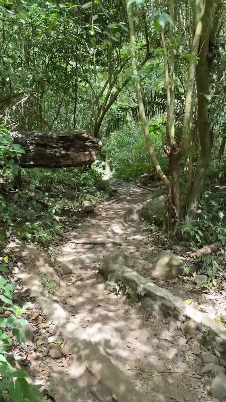 Caminando por un sendero de tierra a través de un exuberante bosque tropical