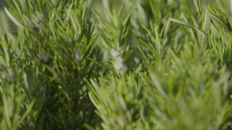 Fresh-green-color-plants-growing-in-local-garden-on-sunny-day,-close-up