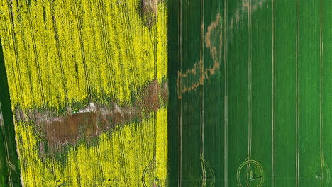 aerial drone shot over complementary colors covering fields used in agricultural purposes