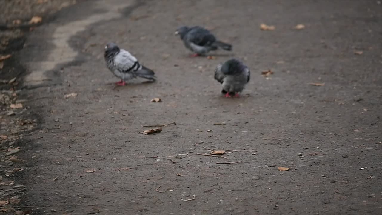 비둘기가 털을 청소하고, 근접 촬영