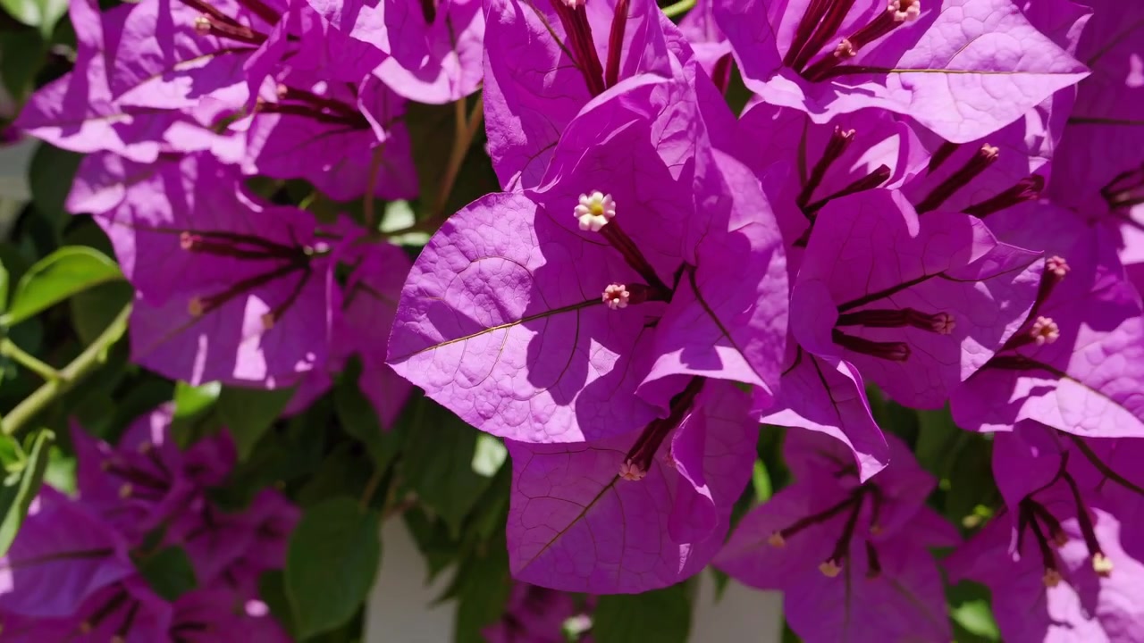 Close-up de Flores Vibrantes de Buganvília Roxa sob a Luz do Sol