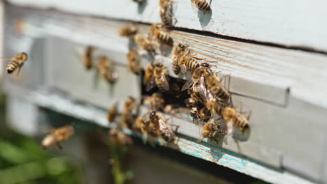 busy bees near the entrance of a wooden hive. group of bees crawl at the entrance. busy work of honey insects near the beehive. apiary concept.