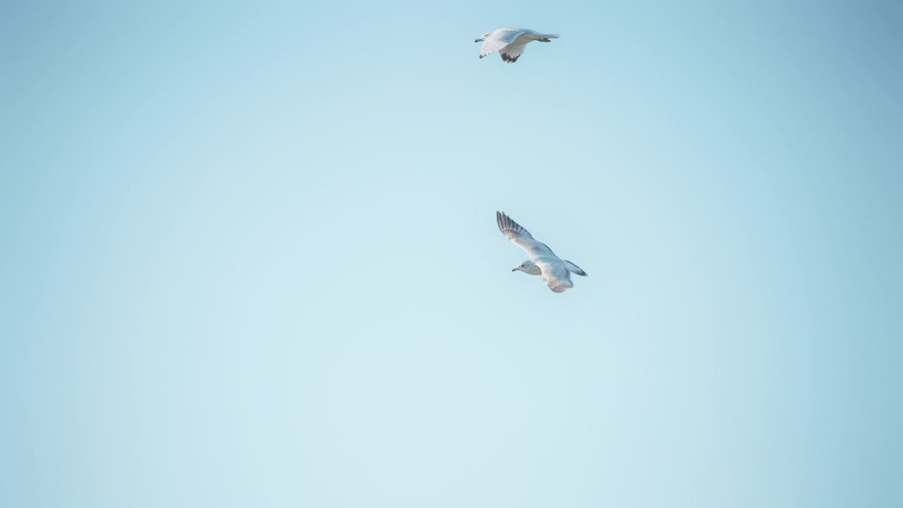 Gulls flying between trees into the sky