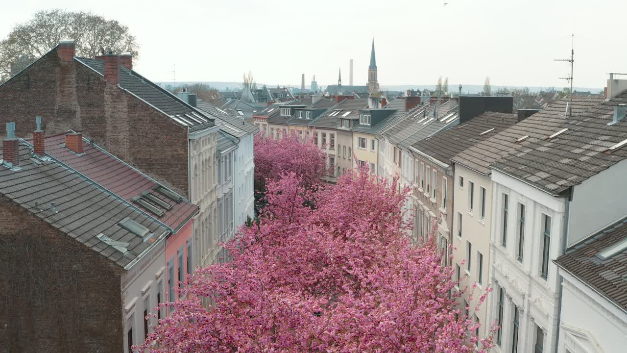 드론 - heerstraße heerstreet breitestraße bonn 30p에서 kirschbluete 벚꽃의 공중 촬영