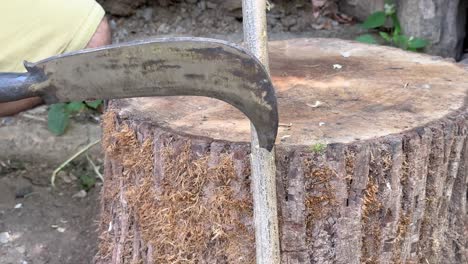 working with crescent blade agriculture hand tool to cut wood stick tree branches in clean in sharp with steel metal wooden handheld handle rural area village country life in middle east asia people