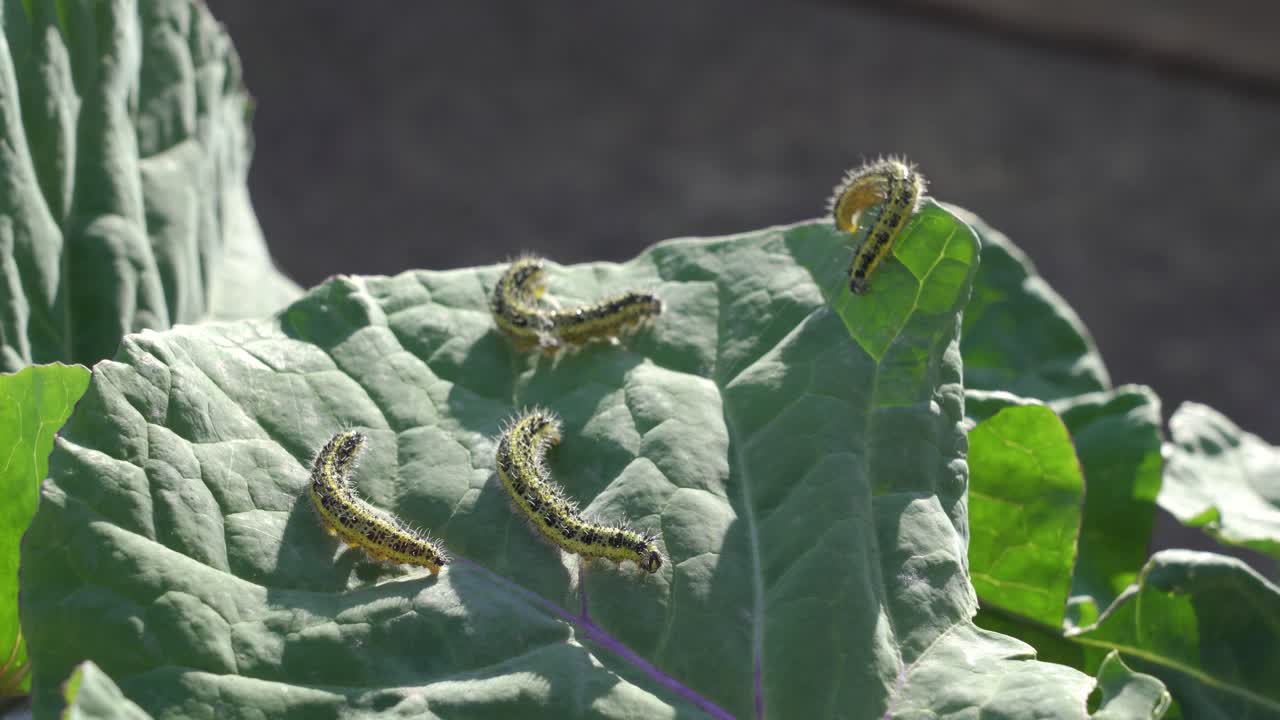 고추 잎에 있는 애벌레