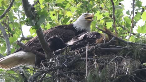 Parent-and-young-bald-eagle-panting-in-the-nest,-eaglet-yawns