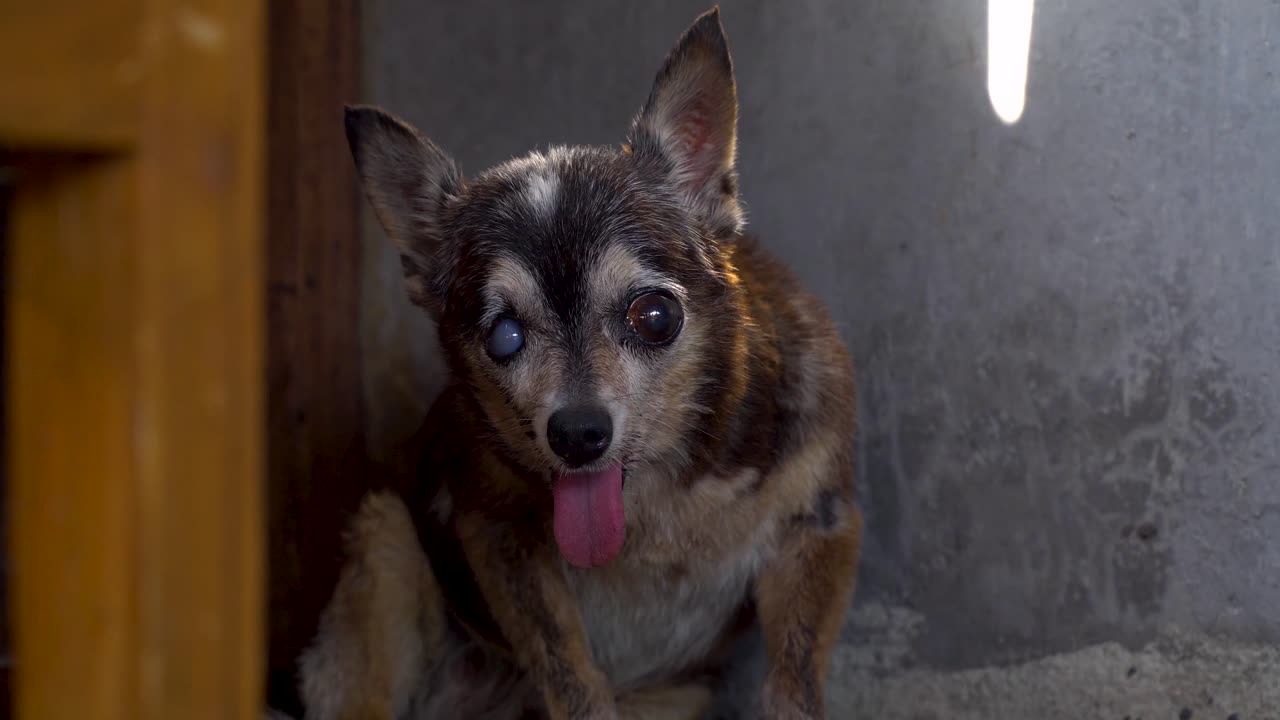 tailandia cámara lenta perro chihuahua viejo y feo